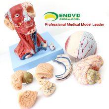 MUSCLE15 (12309) Tête modèle anatomique d&#39;enseignement avec des muscles et l&#39;anatomie de vaisseau sanguin de cerveau 12309